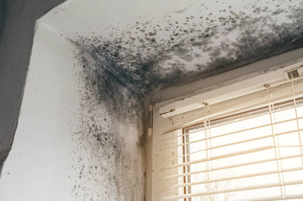 Trusted Mold Inspection service in Hickory Corners, MI - Cheap Mold Removal